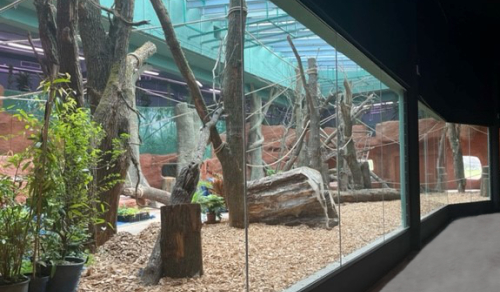 Zoo de Prague Troja – Pavillon des gorilles